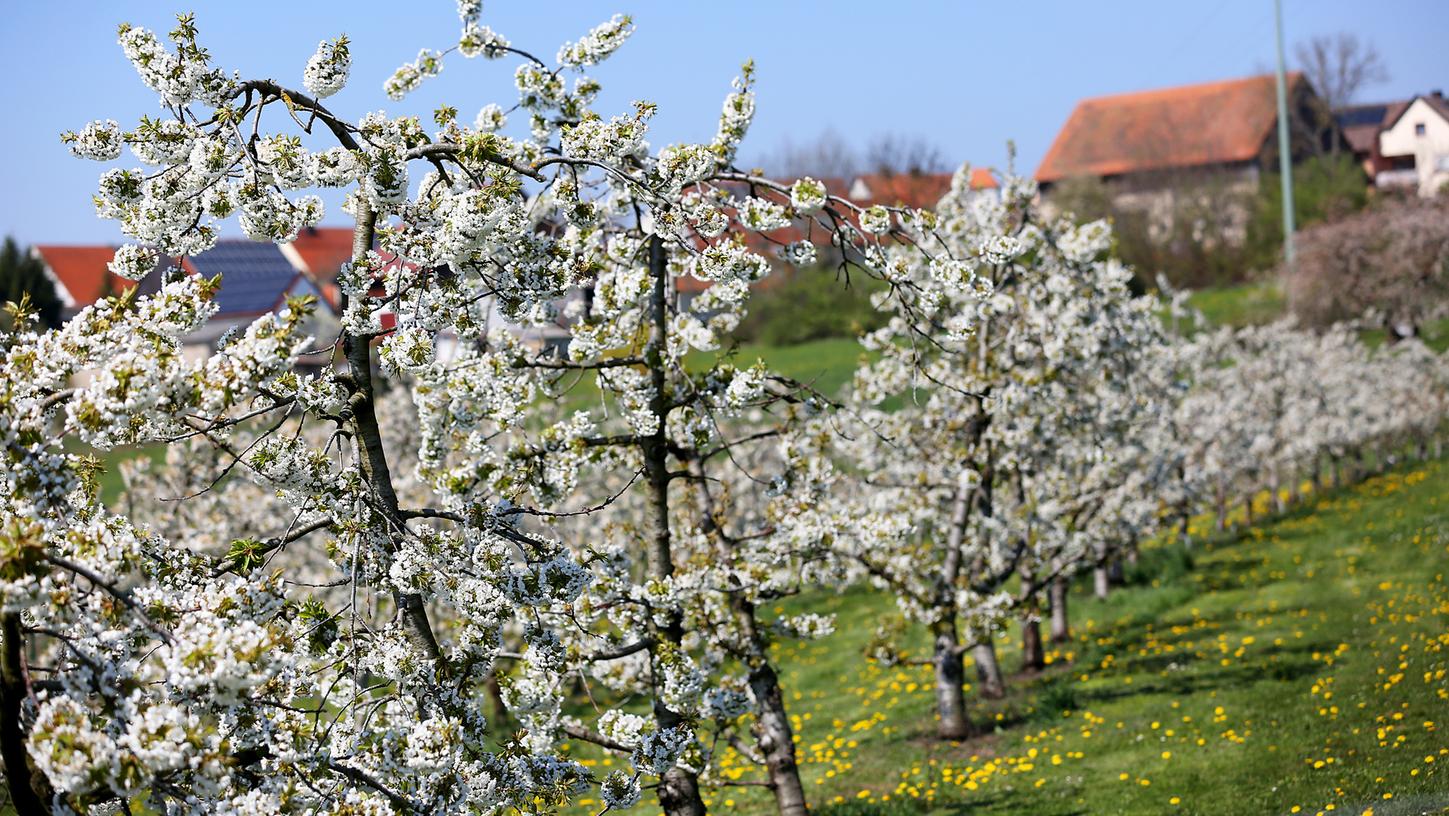 "Kirschblütenzauber in der Fränkischen" gibt es am 25. April auch im Fernsehen.