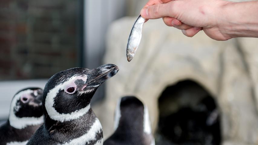 Pinguine haben eine Lebenserwartung von bis zu 20 Jahren. Je nach Art können die Tiere zwischen 30 Zentimeter und einem Meter groß werden. Zwergpinguine sind mit einem Körpergewicht von etwa 1,5 Kilo echte Leichtgewichte. Ganz anders kommt der Kaiserpinguin daher. Ausgewachsene Tiere bringen schon mal rund 45 Kilo auf die Waage. Während die Pinguine auf Land eher gemütlich watscheln, können sie im Meer agil und blitzschnell schwimmen. Sie verbringen einen Großteil ihres Lebens im Wasser.