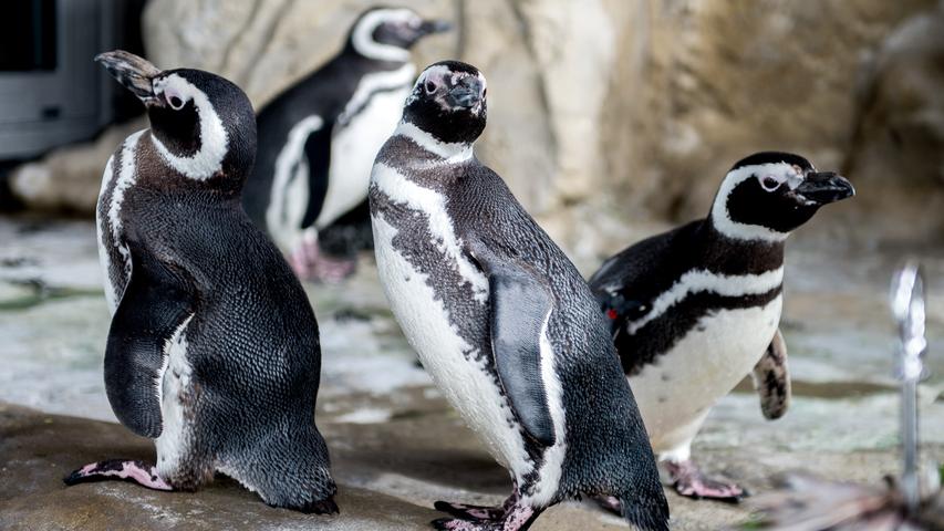 Pinguine können bis zu 20 Minuten unter Wasser bleiben. Wenn sie es dann doch wieder verlassen wollen, machen sie manchmal hohe Hopser aus dem Wasser aufs Eis. Pinguine können schwitzen. Sie kühlen sich dann im Wasser ab. Wenn sich Pinguine an Land schneller bewegen wollen, rutschen sie auf dem Eis. Pinguine konnten früher fliegen, haben diese Fähigkeit im Zuge der Evolution aber verloren. Pinguine können bis zu einem Viertel ihres Körpergewichts in Nahrung aufnehmen. Fische, Krebse und Krill sind die Leibspeisen der Vögel.
