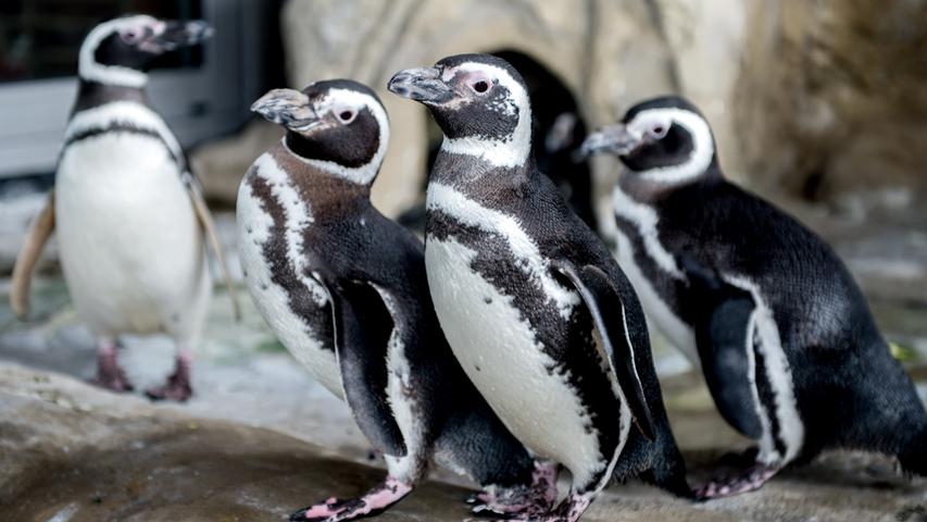 Pinguine sind keine Einzelgänger. Sie haben gewisse Familienstrukturen. Pinguin-Kolonien umfassen mitunter Tausende Mitglieder. In dieser Gesellschaft hat sich sogar ein Kindergarten für den Nachwuchs entwickelt. Gehen die Erwachsenen auf die Jagd, werden die Kids zusammen gehortet.