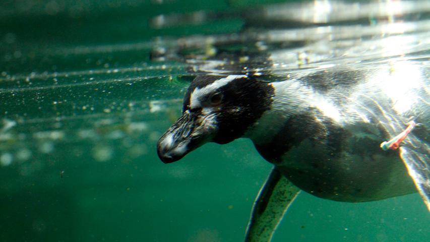 Pinguine sind echte Super-Schwimmer. Sie können bis zu 500 Meter tief tauchen und sich, je nach Art, bis zu 30 km/h schnell unter Wasser fortbewegen. Dabei hat die Natur in Sachen Tarnung wieder ganze Arbeit geleistet: Potentielle Beute erkennt die Pinguine über sich durch den weißen Bauch über, während potentielle Angreifer die Pinguine vom Land aus wegen der schwarzen Hinterseite nicht gut erkennen. Echte "Angreifer" hat der Pinguin in der Antarktis aber sowieso nicht. Deshalb können sich Forscherteams immer relativ unproblematisch nähern, da Pinguine keine Angst vor ihnen haben.
