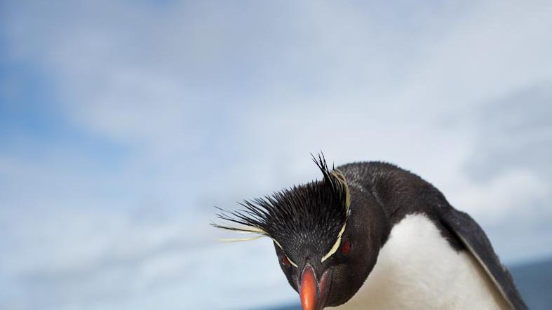 Welttag des Pinguins: Lustig, einzigartig und bedroht