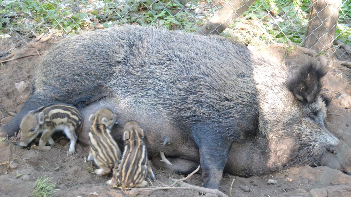 Dreifaches Mutterglück: Nachwuchs im Wildschweingehege