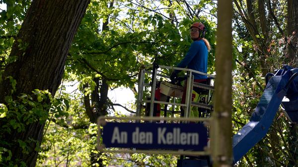 Christoph Kintopp hat mit dem Entlas-Keller-Gutachter gesprochen und sich dessen Ergebnisse angesehen. Während am Donnerstag die Baumarbeiten in anderen Bereichen weitergingen, teilte der Stadtgrün-Leiter bei einem Ortstermin am Berg dennoch mit, dass auch die beiden Linden fallen müssen.