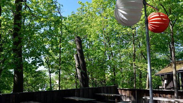 Die Stämme lässt die Stadt Erlangen wegen Naturschutz-Vorlagen im Herbst entfernen. Während der Bergkirchweih werden also ein paar solcher toten Bäume zu sehen sein.