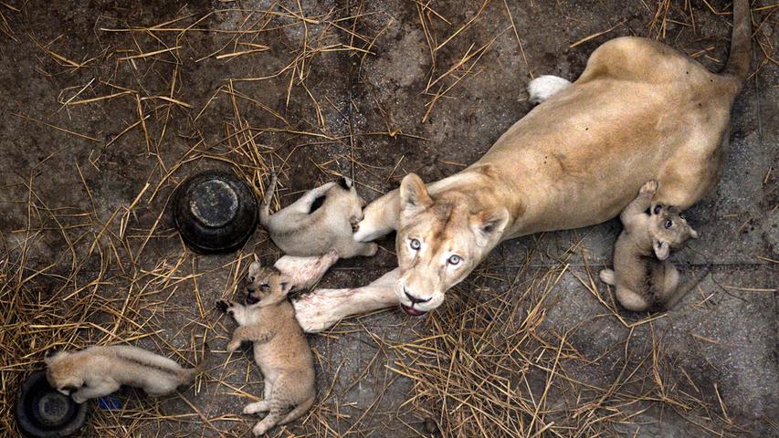 Baby-Boomer: Eine Löwin umgeben von ihren Neugeborenen in einem Safari-Park im pakistanischen Lahore.
