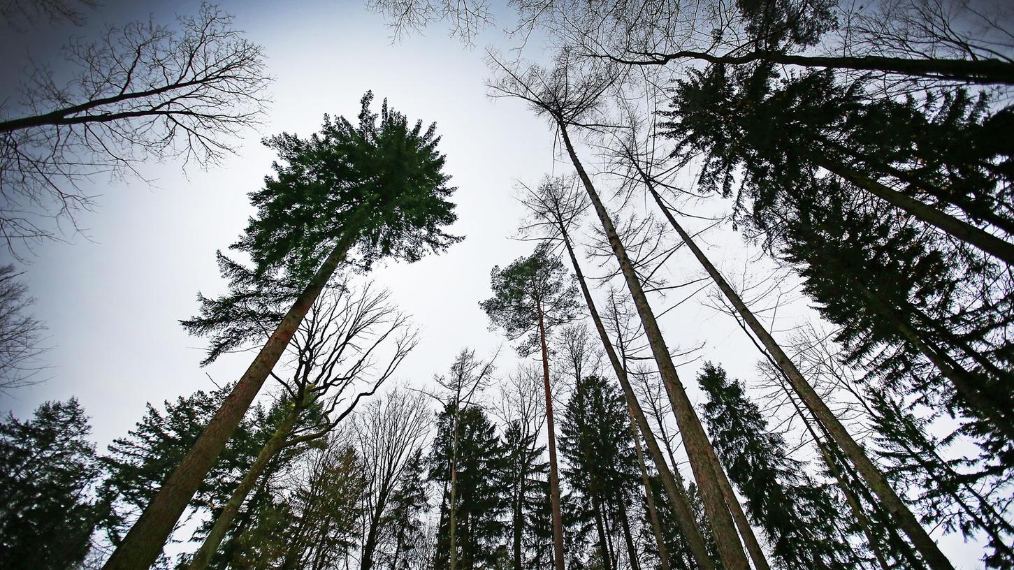 Der Blick in die Kronen unserer Wälder verheißt nichts Gutes, sagt Revierleiterin Rita Satzger. Der Blick in die Kronen unserer Wälder verheißt nichts Gutes, sagt Revierleiterin Rita Satzger.