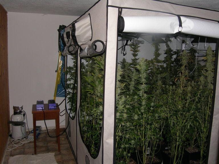 Wohnung mit "Grow-Zelten": Marihuana-Plantage fliegt auf