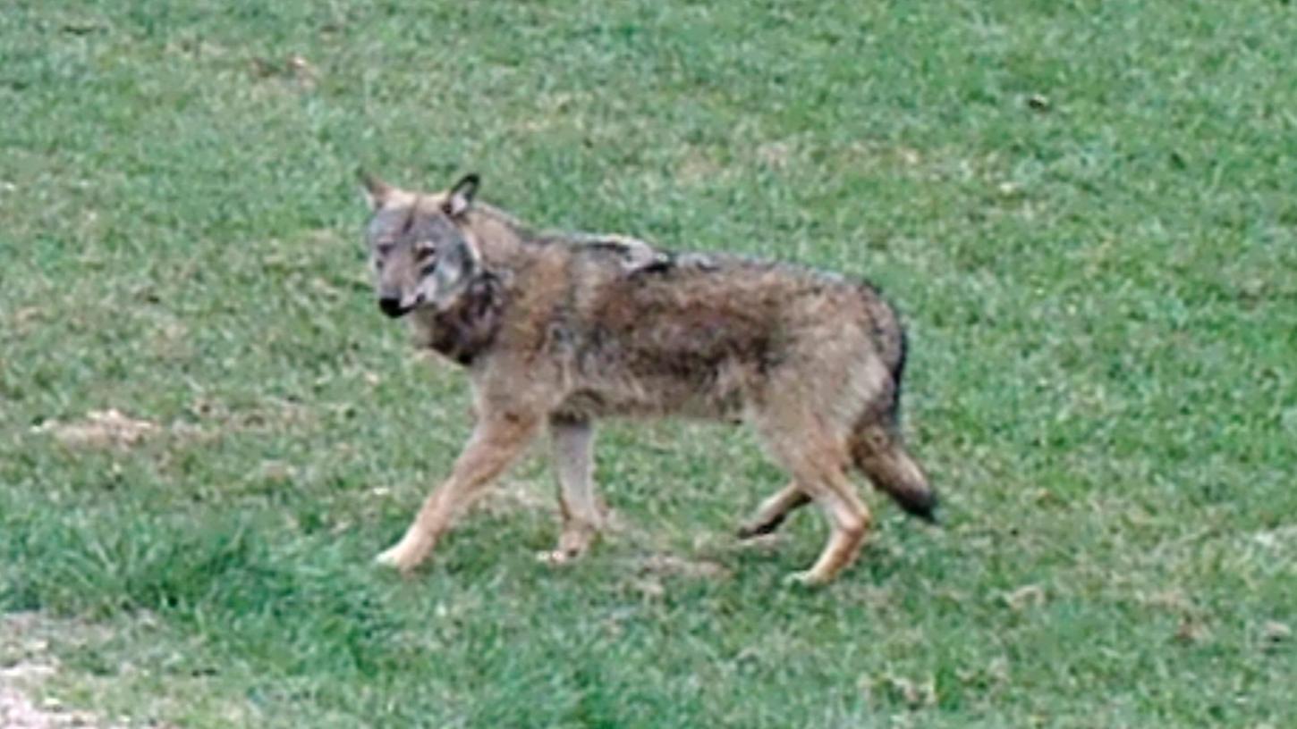 In Fotofalle getappt: Wieder Wolf in Franken gesichtet