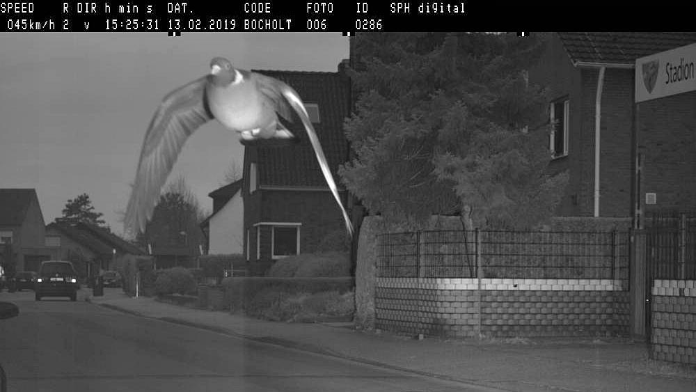 Eine geblitzte Taube als vermeintlicher Raser beschert der Stadt Bocholt einen Ansturm über die sozialen Medien. Die Stadt hatte in der vergangenen Woche ein Blitzerfoto des Tieres auf der Facebook-Seite veröffentlicht.