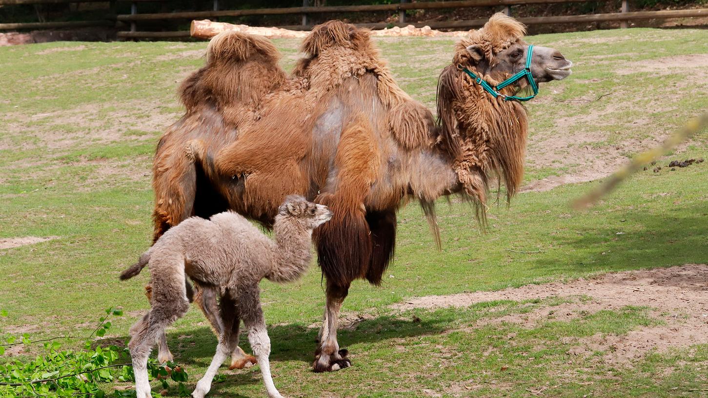 Gemeinsam mit Mutter "Akiba" erkundet das neue Kamelfohlen "Nala" im Nürnberger Tiergarten die Welt.