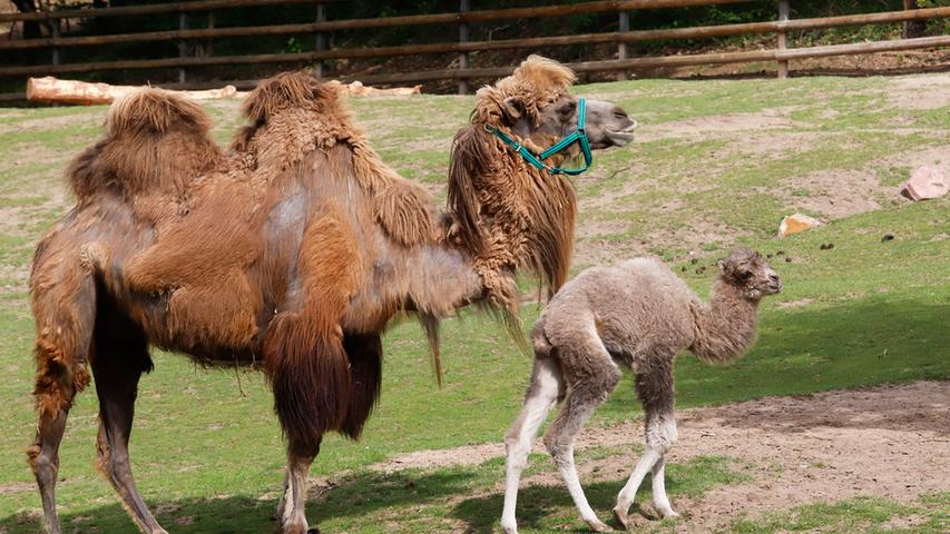 Nachwuchs im Tiergarten: Kamelfohlen "Nala" erkundet die Welt