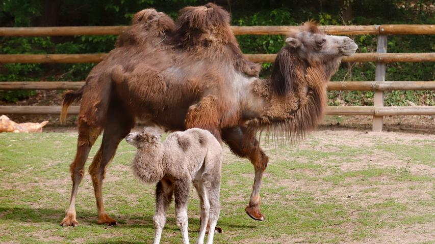 Nachwuchs im Tiergarten: Kamelfohlen 