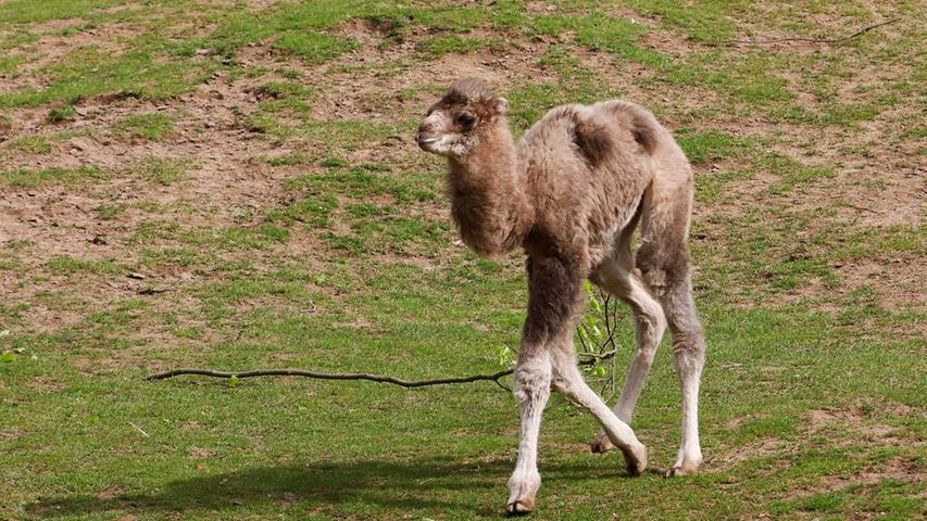 Nachwuchs im Tiergarten: Kamelfohlen 