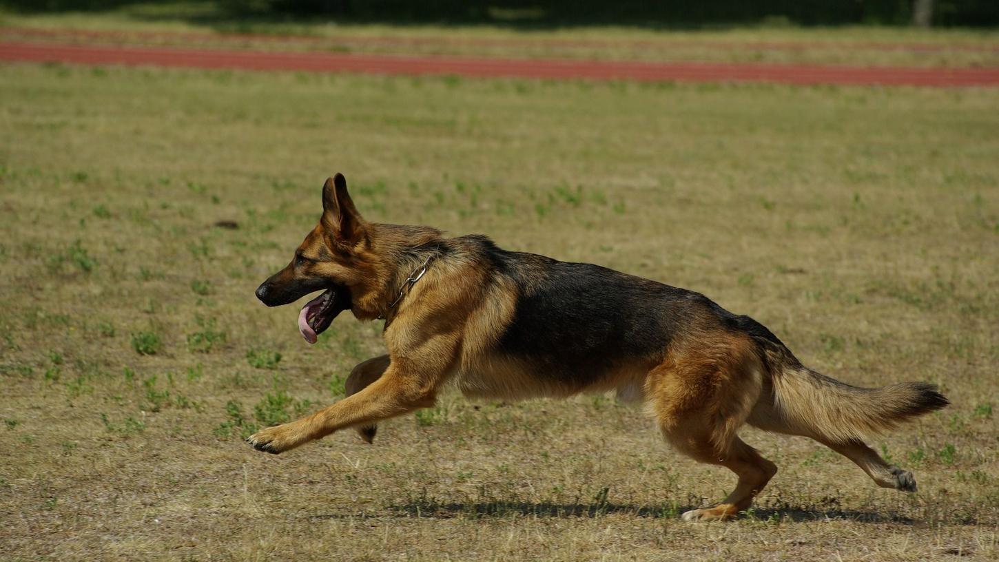 Eine Frau in Griechenland wurde von den Hunden ihres Nachbarn angegriffen und verletzt. (Symbolbild) Eine Frau in Griechenland wurde von den Hunden ihres Nachbarn angegriffen und verletzt. (Symbolbild)
