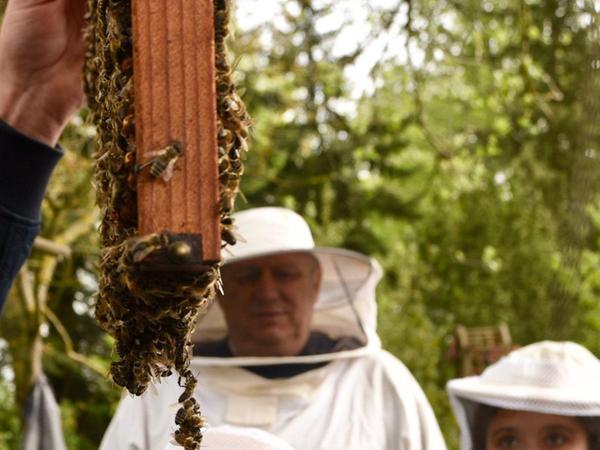 Schwabach: Keine Bienen ohne Imker