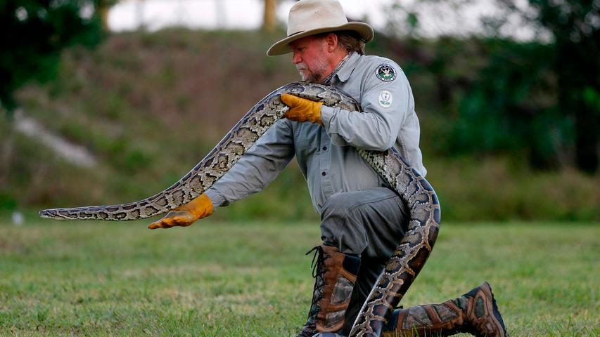 Die aus Südostasien eingewanderte Tigerpython fühlt sich wohl in den Everglades an der Südspitze Floridas - dort hat sie keine natürlichen Feinde. Außer Tom Rahill und seine Kollegen. Im Auftrag des Nationalparks sollen sie die Schlangen fangen und, wie es offiziell heißt, einer "humanen Euthanasie" zuführen.