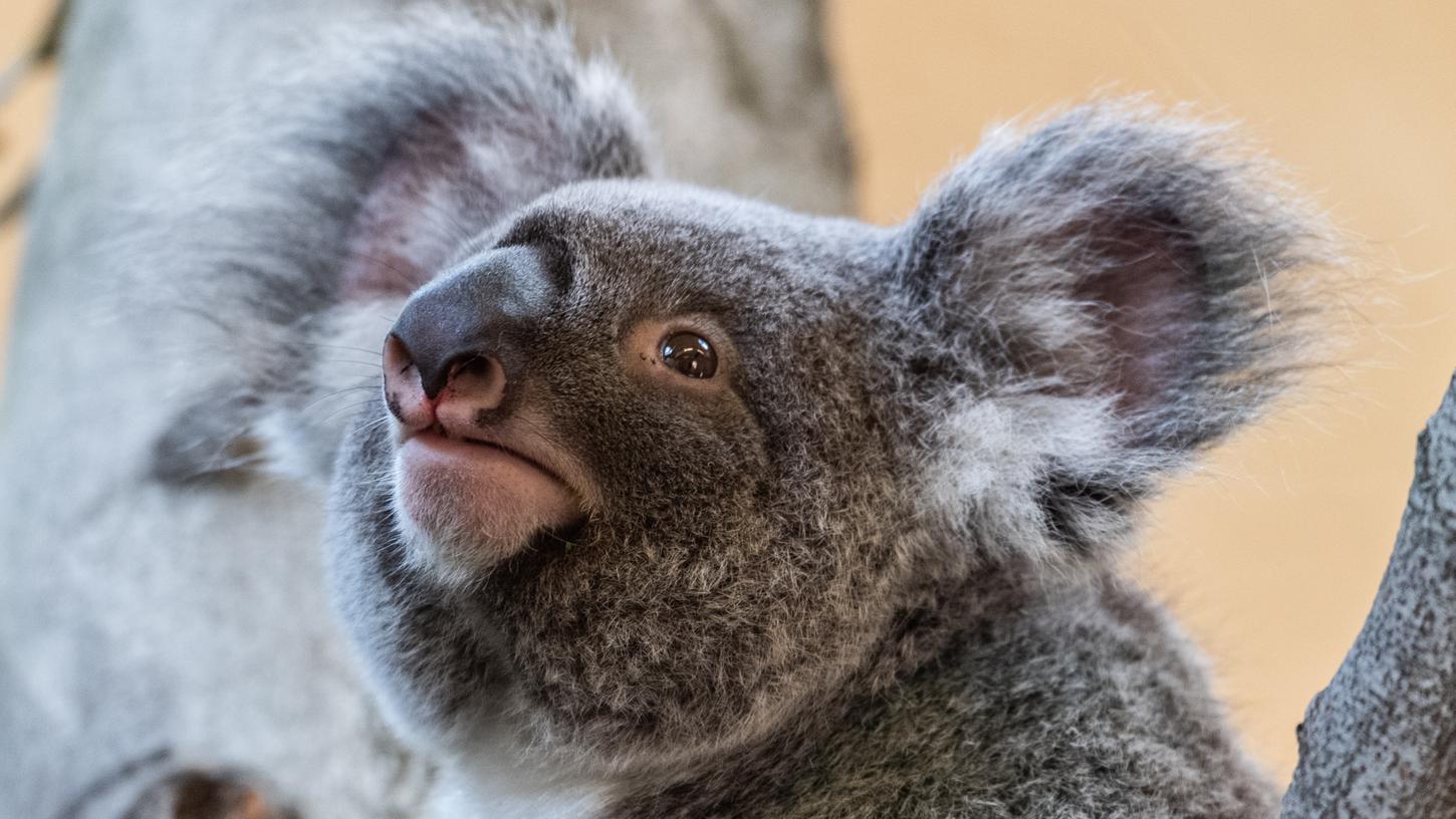 Sie sind so niedlich - doch australischen Tierschützern zufolge sind die Koalas "funktionell" ausgestorben.