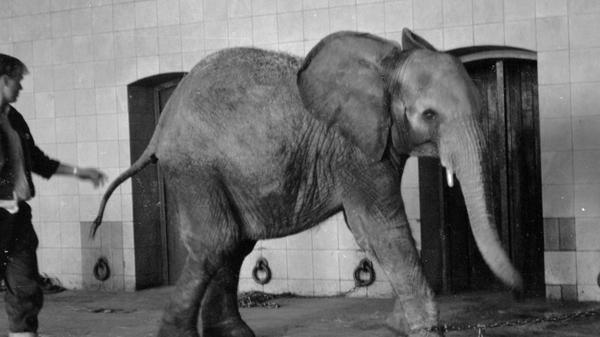 Bibi machte bei ihrem ersten Auftritt im Elefantenhaus des Tierparks keine sehr vorteilhafte Figur. Nach den vorausgegangenen Beruhigungs-Inektionen hatte sie alle Mühe, vor dem Fotografen ihre zweieinhalb Tonnen auf den Beinen zu halten. Nach dem ganzen Trubel wurde das Haus für einige Stunden geschlossen um der jungen Afrikanerin Gelegenheit zu geben, sich erst zu sammeln. Hier geht es zum Artikel vom 21. Mai 1969: "Empfang mit Narkose"