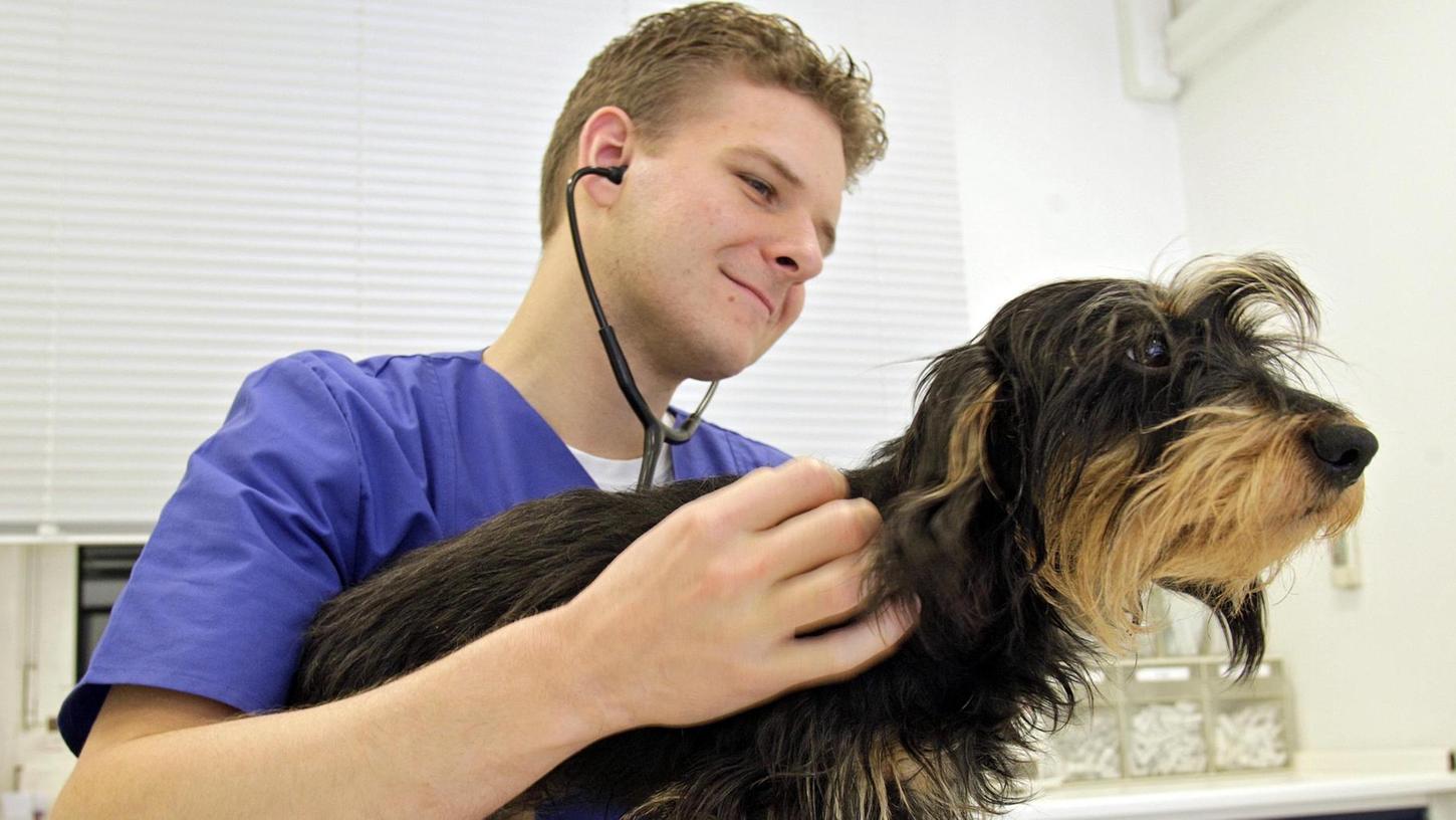 Staupevirus ist auch für Hunde meist tödlich