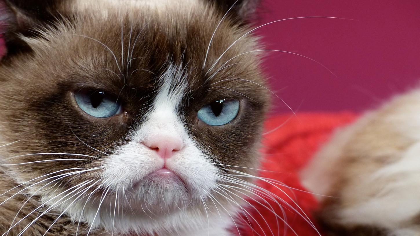 Hauskatze "Grumpy Cat", die durch ihr stets mürrisches Gesicht 2012 zur Internet-Sensation wurde, ist tot.