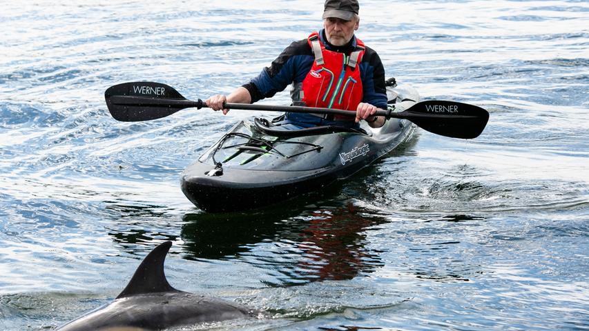 Ein etwa zwei Meter großer Gemeiner Delfin nähert sich einem Paddler in der Kieler Schwentinemündung. Bereits seit mehreren Wochen taucht ein Delfin dort immer auf. Ob er sich verschwommen hat?