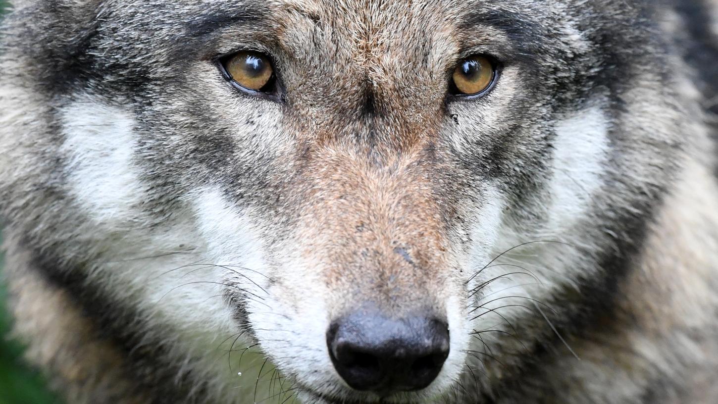 Um das Nebeneinander von Wolf und Mensch möglichst konfliktfrei zu gestalten, sprechen sich Wissenschaftler dafür aus, die Tiere abzuschrecken