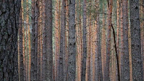 Lebensgefährlich verletzt: 68-Jähriger bei Forstarbeiten im Kreis Neustadt von Baum erfasst