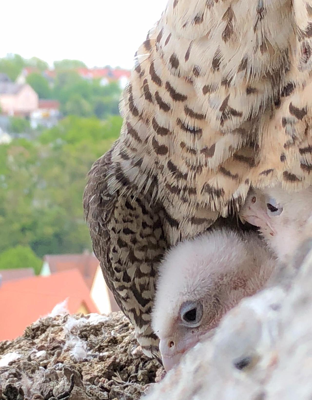 Roßtaler Wanderfalken