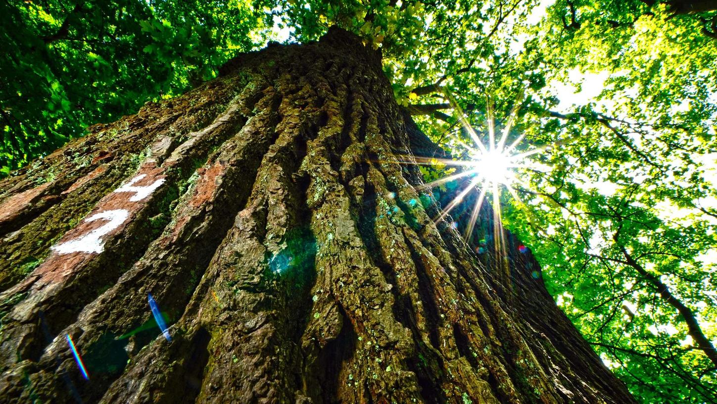 Der älteste Baum im Neumarkter Stadtpark, eine 155 Jahre alte und 25 Meter hohe Stieleiche (Quercus robur), wird alle zwei Jahre „gewartet“. Sie darf weiter wachsen.