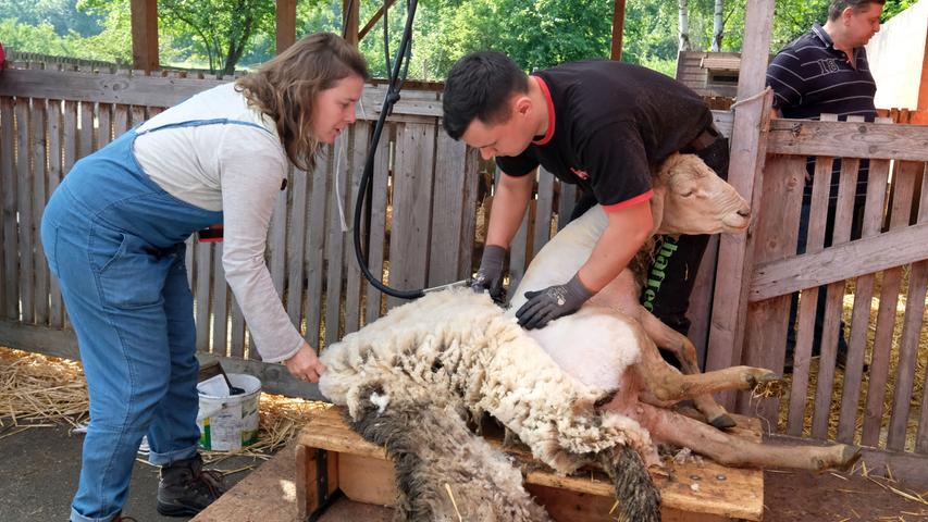 Runter mit der Wolle: Große Schafschur lud nach Gebersdorf 