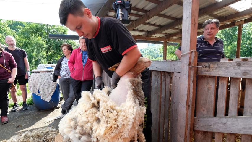 Runter mit der Wolle: Große Schafschur lud nach Gebersdorf 