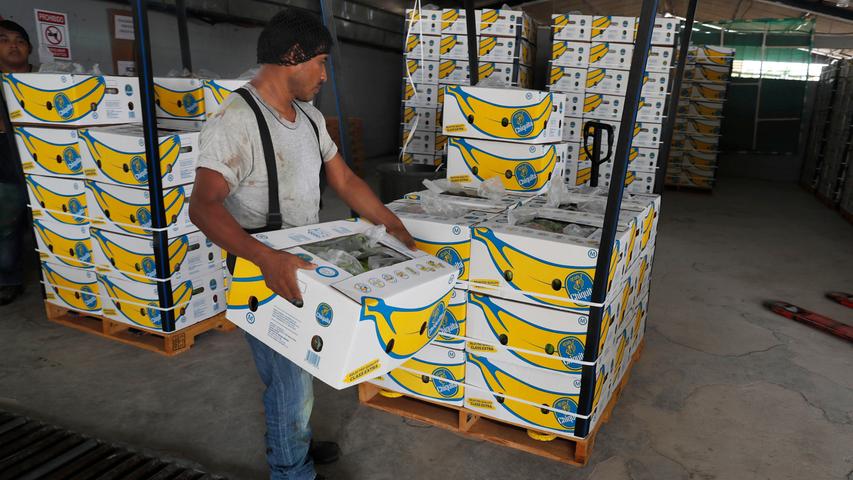 Mexiko, Ciudad Hidalgo: Ein Arbeiter stapelt eine Schachtel frisch geernteter Chiquita-Bananen für den Export auf einer Farm in Ciudad Hidalgo. Wenn die vom US-Präsidenten Donald Trump am Donnerstag angedrohten Zölle in Kraft treten sollten, müssen die Amerikaner mit höheren Preisen in Lebensmittelgeschäften rechnen.