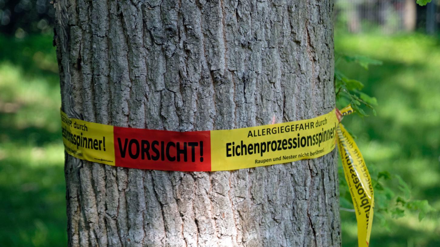 Nicht nur in Oberasbach kämpft man regelmäßig gegen den Eichenprozessionsspinner. 2019 etwa sorgten die Raupen auf dem Rock-im-Park-Gelände in Nürnberg für Wirbel.