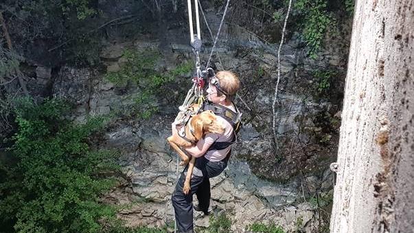 Hund stürzt bei Rettungsübung 15 Meter in die Tiefe