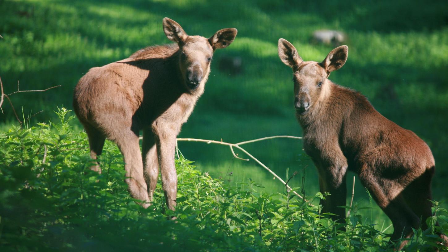 Goldige tierische Bewohner wie diese Elch-Zwillinge, die 2018 das Licht der Welt erblickten, ziehen auch immer mehr Besucher an. Nun will sich der Wildpark Hundshaupten neu aufstellen und plant einige Änderungen.