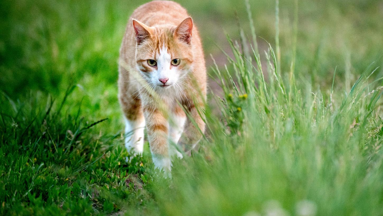 Ein Unbekannter hat in Hilpoltstein eine Katze mit einem Luftgewehr angeschossen.
Ein Unbekannter hat in Hilpoltstein eine Katze mit einem Luftgewehr angeschossen.