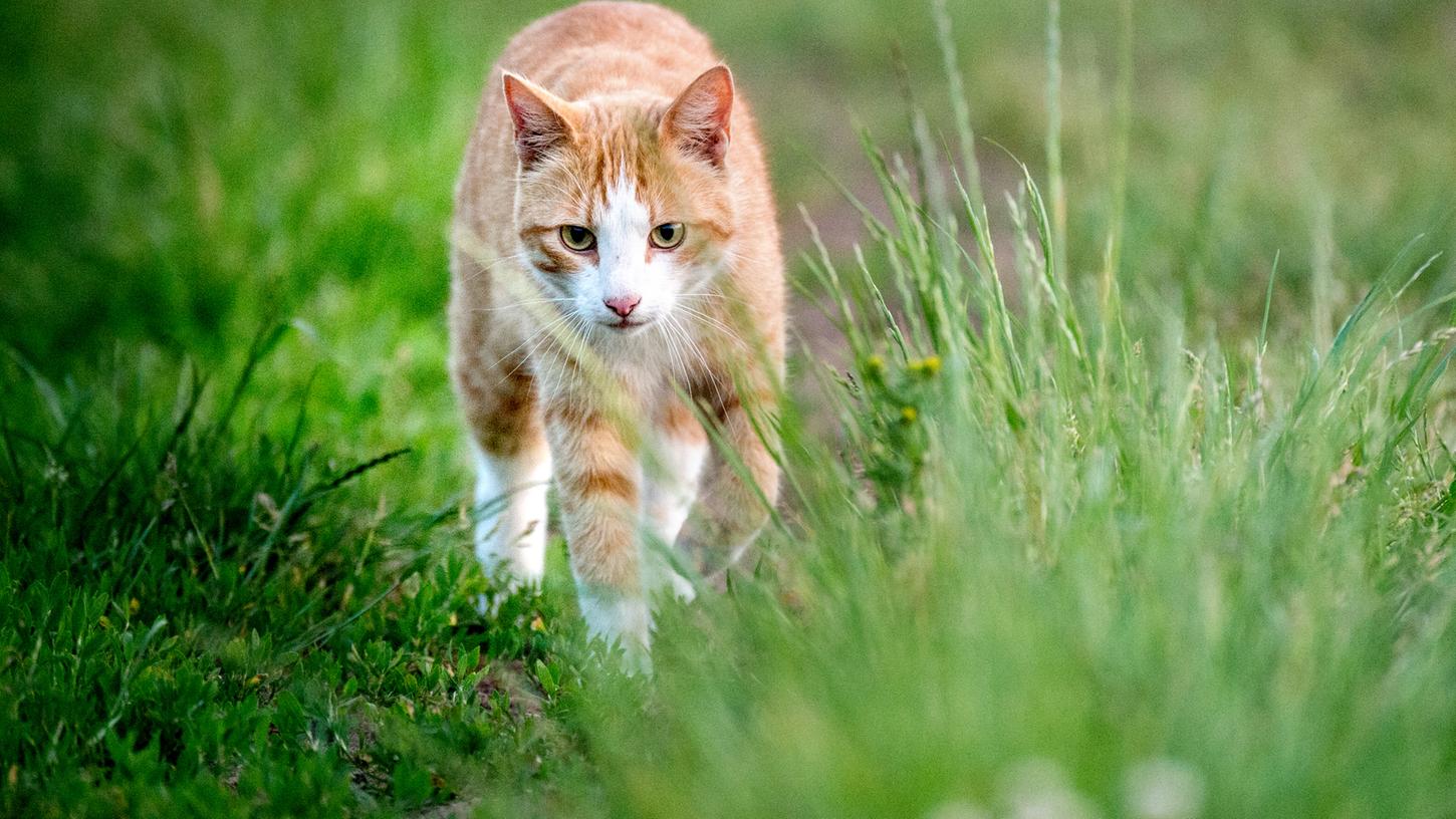 Ein Unbekannter hat in Hilpoltstein eine Katze mit einem Luftgewehr angeschossen. 