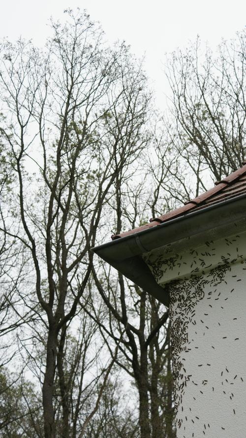 Plage in Gunzenhausen: Raupen des Schwammspinners auf dem Vormarsch