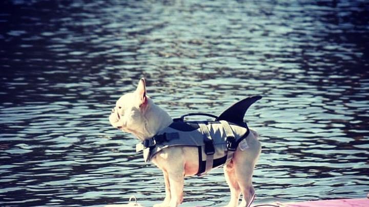 Stand Up Paddling liegt auch bei Hunden voll im Trend. Sollte man doch mal ins Wasser fallen, kann man mit der Rückenflosse wenigstens noch ein paar andere Badegäste erschrecken.