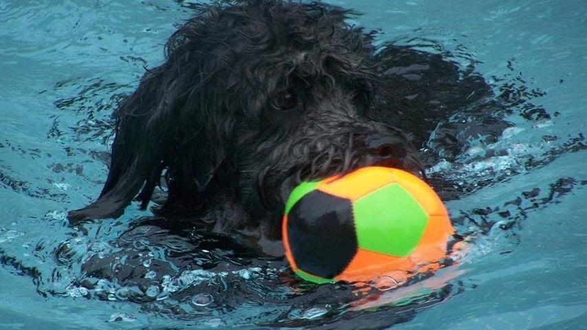 Sollte Hunde-Wasserball jemals olympisch werden, haben wir hier bereits einen heißen Favoriten für das Team.