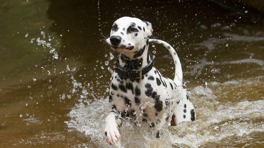 Dass die Hunde unserer User niedlich sind, wissen wir schon lange. Wie viel Spaß sie beim Schwimmen und Toben im Wasser haben, erst seit Kurzem. Hier eine Auswahl der lustigsten Plansch-Bilder.
 Dieser Gesichtsausdruck verrät: Das Wasser war doch kälter als gedacht.