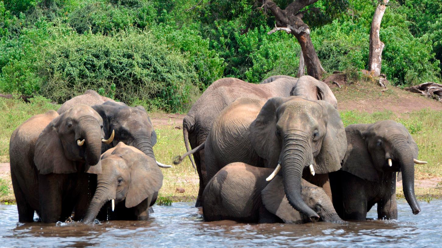 In Botswana leben der Weltnaturschutzunion IUCN zufolge rund 130.000 Elefanten, etwa ein Drittel des Gesamtbestandes des Kontinents.