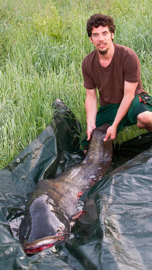 Es ist ein Fang, der sich sehen lassen kann: Im Juni 2019 zog Sascha Ziesig einen 43,3 Kilogramm schweren Waller aus der Altmühl.
