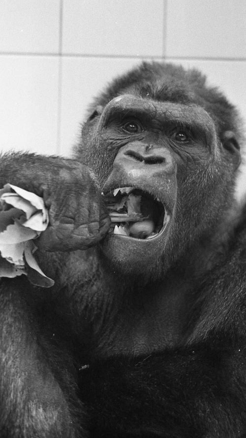 Mit sichtlichem Appetit verspeist „Schorsch“ einen Kohlrabi. Auch die Besucher des Tiergartens freuen sich, daß es dem Gorilla wieder schmeckt. Noch hat er über 20 Pfund „aufzuholen“.  Hier geht es zum Artikel vom 22. Juni 1969:"Nun frißt er wieder"