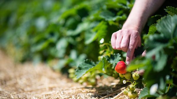Wer im Sommer süße Erdbeeren ernten möchte, sollte noch im März das Beet vorbereiten. Alte und kranke Blätter der Stauden werden mit der Schere entfernt, weil diese Krankheiten wie die Grauschimmelfäule übertragen können. Die Blätter dürfen nicht abgerissen werden, da die Pflanzen dabei Schaden nehmen können. Hat der Hobbygärtner die Aussaat im Spätsommer verpasst, lassen sich im März noch neue Pflanzen setzen. Damit diese gedeihen, wählt man nur solche, die in ausreichend großen Töpfen über den Winter hinweg gewachsen und somit stark genug sind, um den Wechsel zu überstehen.