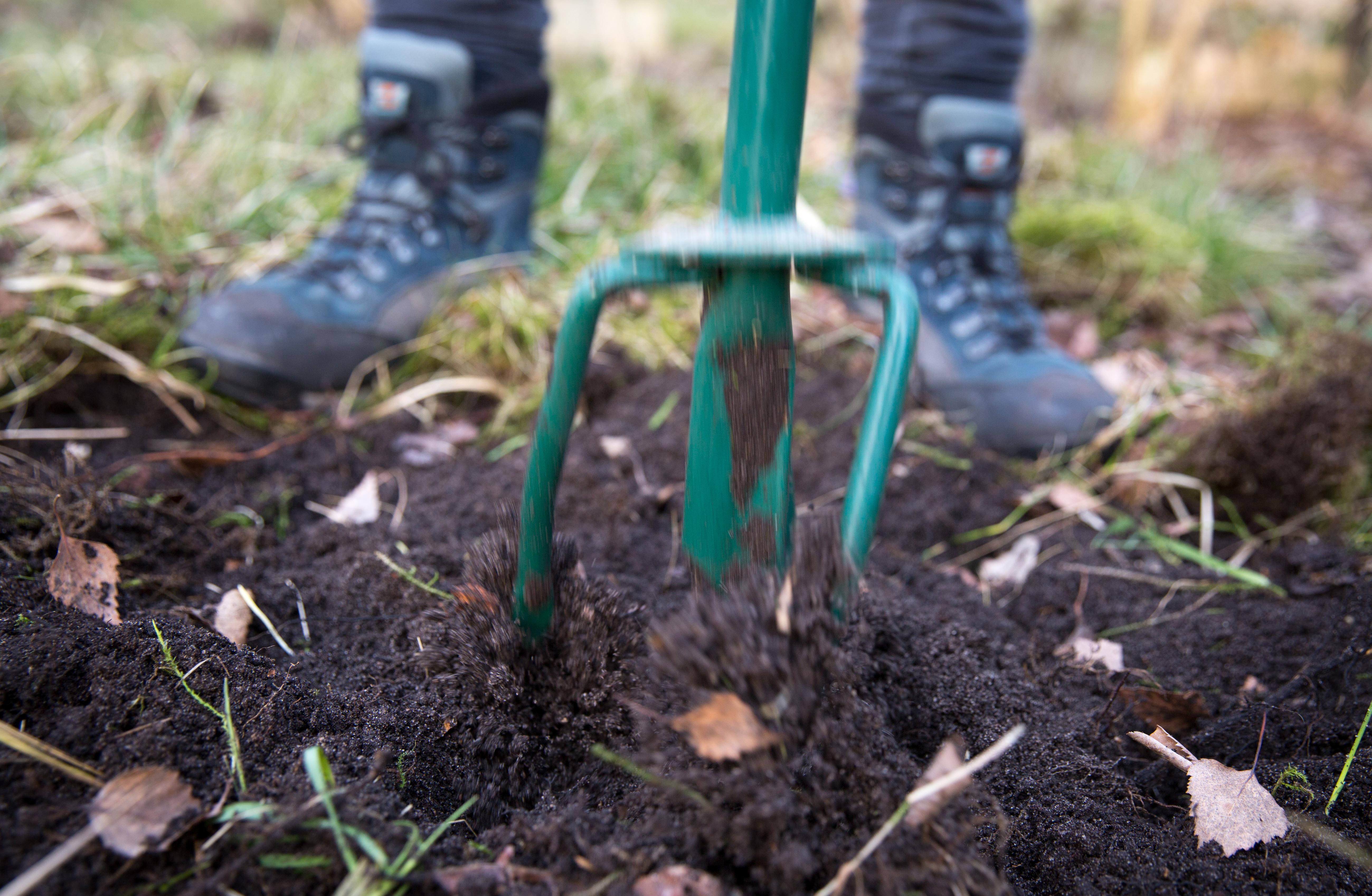 Ist das Beet abgeerntet, stellt sich im Spätherbst die Frage: Umgraben oder nicht? Darüber gehen die Meinungen unter den Gärtnern weit auseinander. Immer mehr lassen es sein, weil sie das Ökosystem in der Erde nicht stören wollen. Ein weiteres Argument: So lange die Erde warm ist, wäscht sich Nitrat ins Grundwasser aus. Nur bei sehr schweren Böden ist es sinnvoll, zum Spaten zu greifen, um später die Frostgare auszunutzen. Sandige Böden sollten höchstens mit der Gabel etwas gelockert werden - am besten aber gar nicht. Wer Gründüngungspflanzen oder Wintergemüse auf sandige Böden setzt, macht es noch besser. Schließlich beschert uns der Klimawandel einen langen Herbst, in dem Gärtner noch immer Chinakohl, Zuckerhut, Grünkohl, Rosenkohl oder Lauch anpflanzen können.