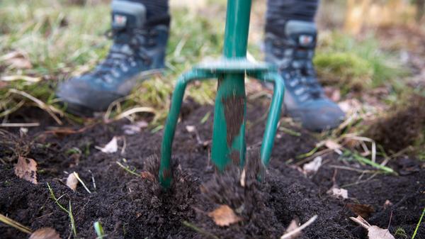 Ist das Beet abgeerntet, stellt sich im Spätherbst die Frage: Umgraben oder nicht? Darüber gehen die Meinungen unter den Gärtnern weit auseinander. Immer mehr lassen es sein, weil sie das Ökosystem in der Erde nicht stören wollen. Ein weiteres Argument: So lange die Erde warm ist, wäscht sich Nitrat ins Grundwasser aus. Nur bei sehr schweren Böden ist es sinnvoll, zum Spaten zu greifen, um später die Frostgare auszunutzen. Sandige Böden sollten höchstens mit der Gabel etwas gelockert werden - am besten aber gar nicht. Wer Gründüngungspflanzen oder Wintergemüse auf sandige Böden setzt, macht es noch besser. Schließlich beschert uns der Klimawandel einen langen Herbst, in dem Gärtner noch immer Chinakohl, Zuckerhut, Grünkohl, Rosenkohl oder Lauch anpflanzen können.