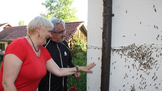 Plage in Gunzenhausen: Raupen des Schwammspinners auf dem Vormarsch