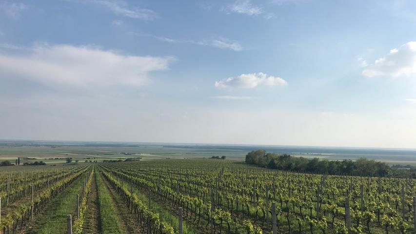 Die weitgehend unbekannten Weine Kroatiens gedeihen zum Großteil in Slawonien. Bei der International Wine & Spirit Competition (IWSC) 2019 in London heimste...